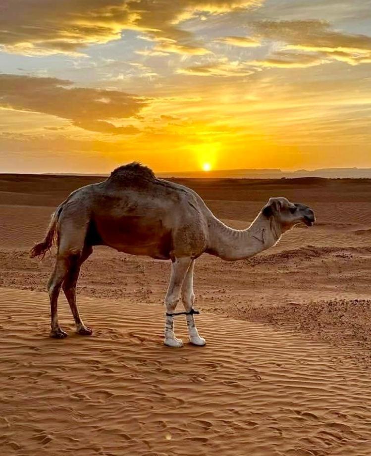 Auberge L'Oasis Mhamid M'Hamid Esterno foto